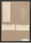 Amphora mexicana A. Schm. (de-Toni-Nr.: Genus 36, Species 1662) Zeichnungen Sammlung Grunow Nr. 3182 (NHMW-BOT-W0370626)